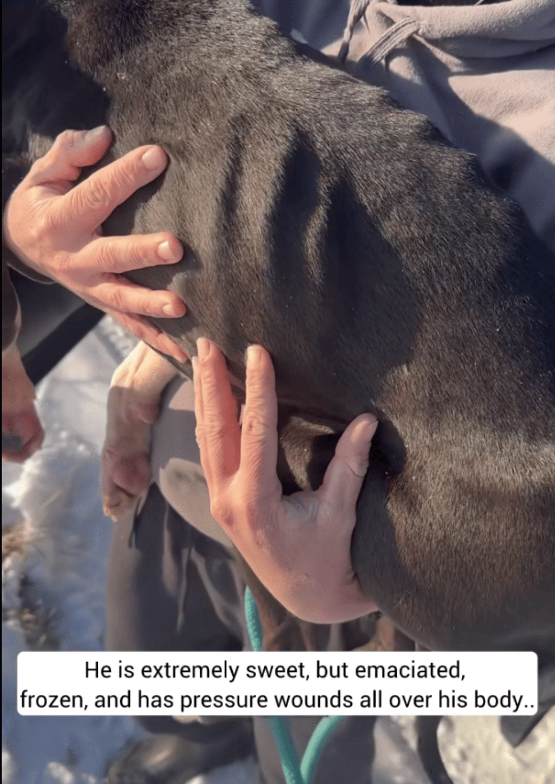 Emaciated Pit Bull Abandoned in Freezing Temps Does The Sweetest Thing When Rescued